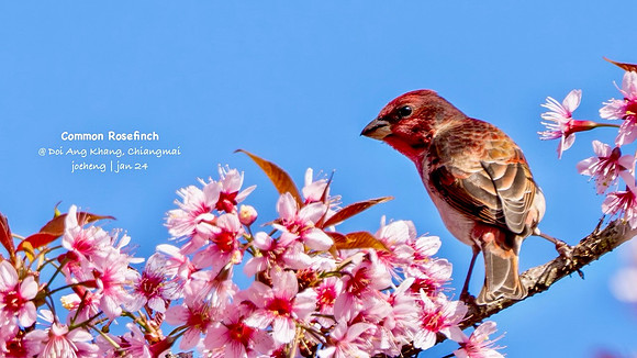 Common Rosefinch #1