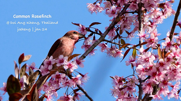 Common Rosefinch #1 (1)