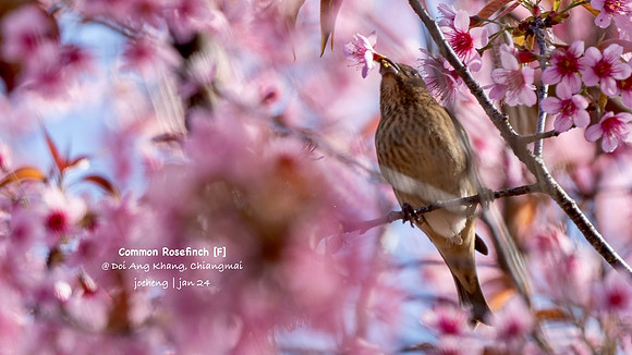 Common Rosefinch #3