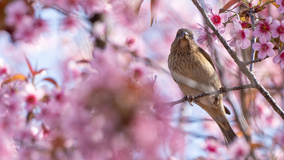 Common Rosefinch #4