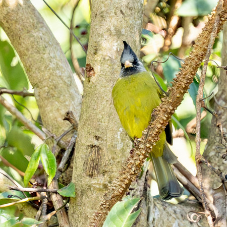 Crested Finchbill