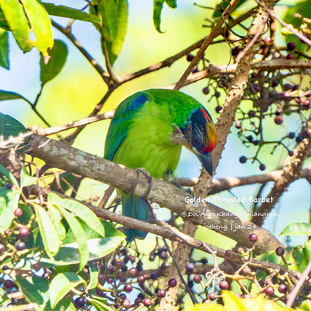 Golden-throated Barbet #1