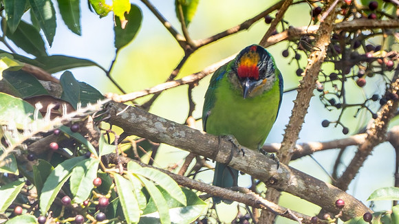 Golden-throated Barbet #2