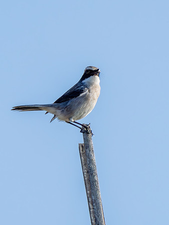Stone Bushchat #2