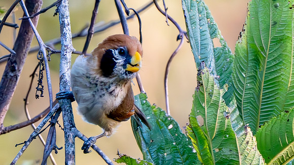 Spot-breasted Parrotbill $1
