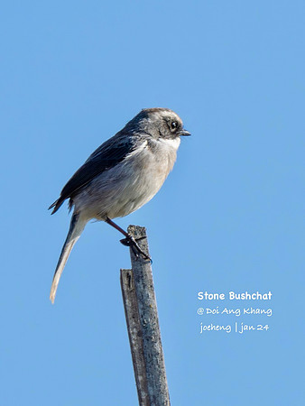 Stone Bushchat #4