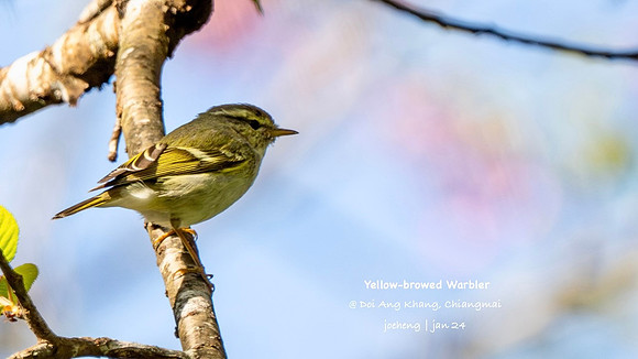 Yellow-browed Warbler