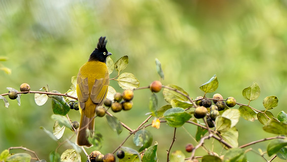 Black-crested Bulbul #1