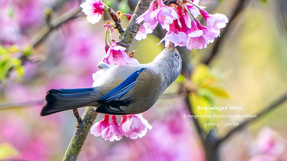 Blue-winged Minla #4