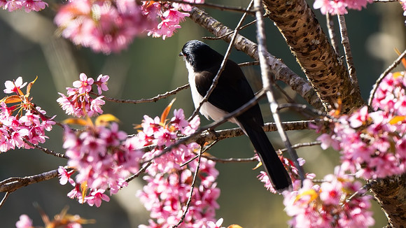 Black-backed Sibia #7