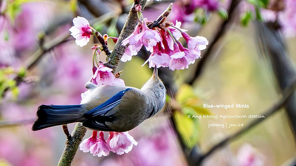 Blue-winged Minla #3