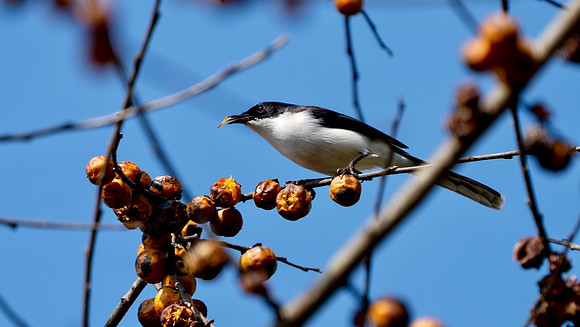 Black-backed Sibia #6