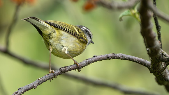Ashy-throated Warbler #2