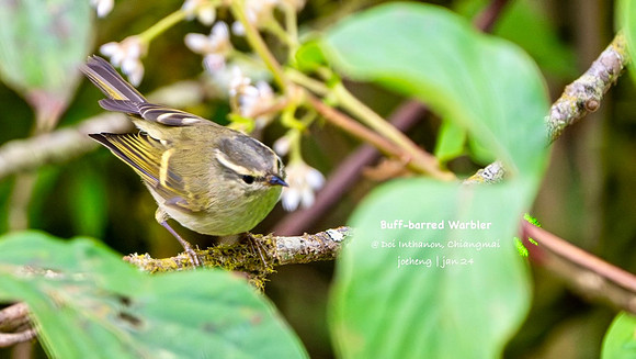 Buff-barred Warbler #1