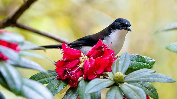 Black-backed Sibia #5