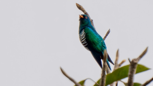 Asian Emerald Cuckoo #1