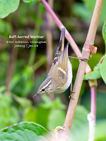 Buff-barred Warbler #2
