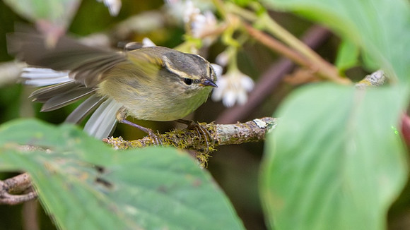 Buff-barred Warbler #3