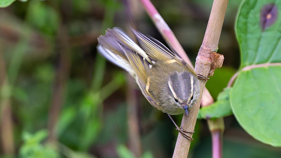 Buff-barred Warbler #4
