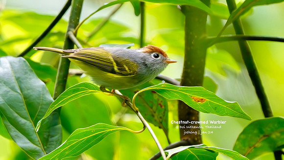 Chestnut-crowned Warbler #1