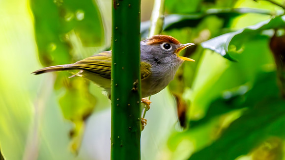 Chestnut-crowned Warbler #2