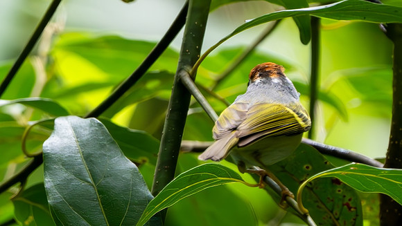 Chestnut-crowned Warbler #3
