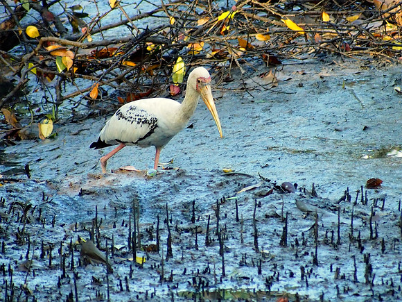 Milky Stork looking for food