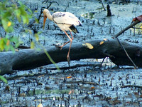 2021 | Sungei Buloh