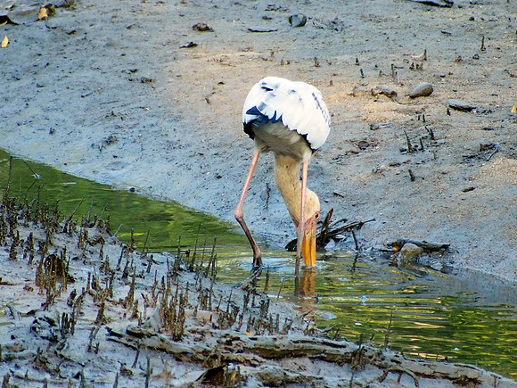 Milky Stork