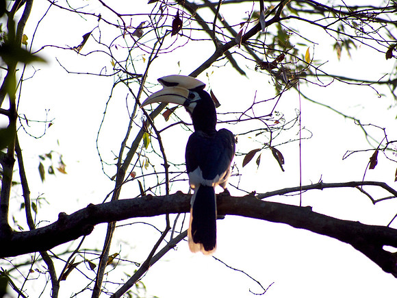 Oriental Piped Hornbill