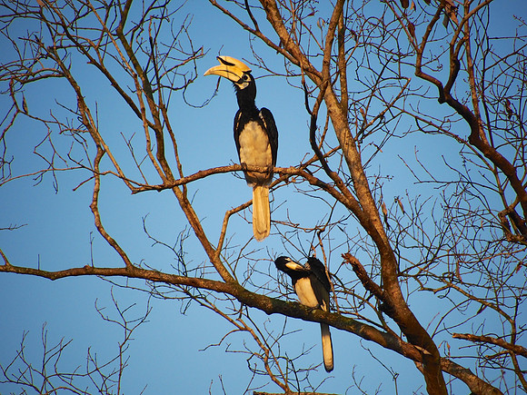 Oriental Piped Hornbill