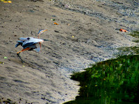 Birding | Nature
