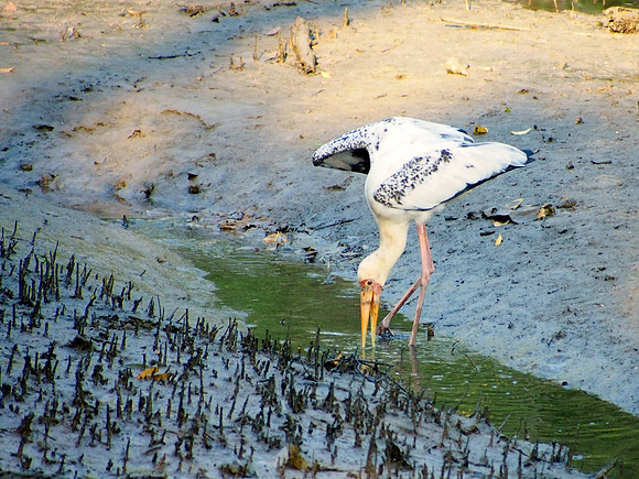 Milky Stork with wings slightly expanded