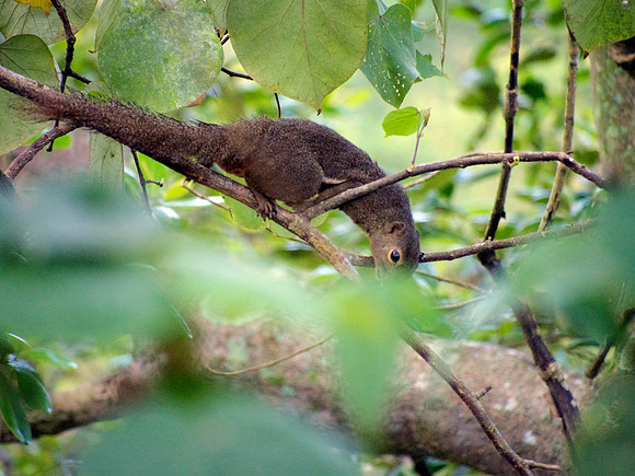 Plantain Squirrel
