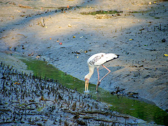 Milky Stork