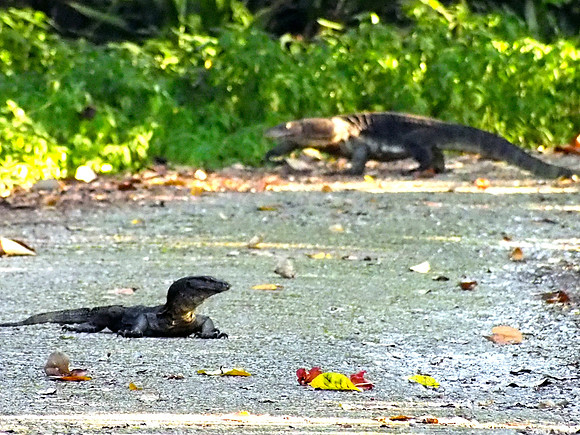 Monitor Lizard