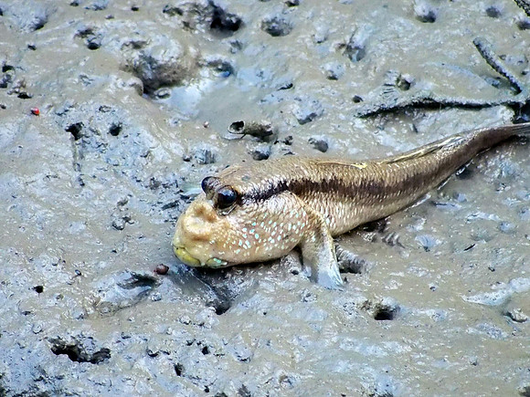 Mud Skipper Closed up