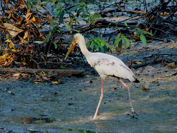 Milky Stork